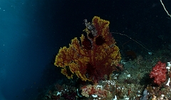 Raja Ampat 2016 - Corail - IMG_4784_rc